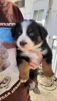Light , a female Australian Shepherd for sale in Morongo Valley, CA – Photo 4 of 4