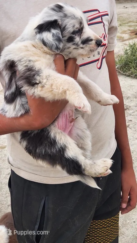 DRAGO – Australian Shepherd puppy for sale in Morongo Valley, CA