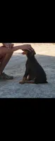 Bella, a female Doberman Pinscher for sale in Morongo Valley, CA – 3 of 4