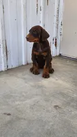Mary, a female Doberman Pinscher for sale in Morongo Valley, CA – 4 of 9