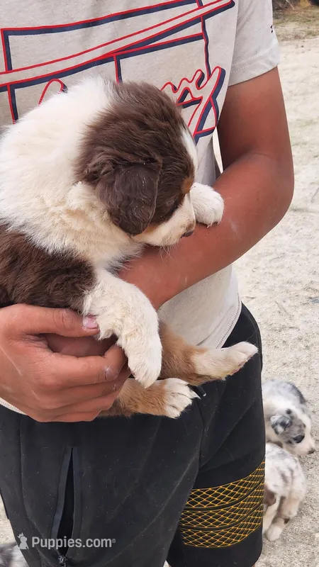 Lucy – Australian Shepherd puppy for sale in Morongo Valley, CA
