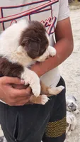 Lucy, a female Australian Shepherd for sale in Morongo Valley, CA – 1 of 5