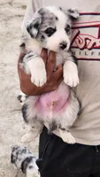 Bear, a male Australian Shepherd for sale in Morongo Valley, CA – 2 of 6