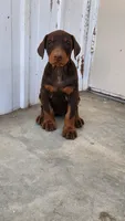 Mary, a female Doberman Pinscher for sale in Morongo Valley, CA – 2 of 9