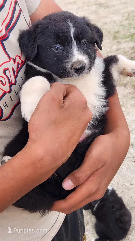 Destiny  – Australian Shepherd puppy for sale in Morongo Valley, CA