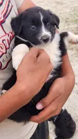 Destiny , a female Australian Shepherd for sale in Morongo Valley, CA – 1 of 4