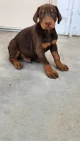 DRAGO, a male Doberman Pinscher for sale in Morongo Valley, CA – 6 of 7