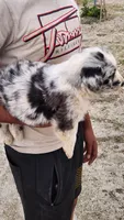 DRAGO, a male Australian Shepherd for sale in Morongo Valley, CA – 4 of 5