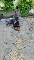 Bella, a female Doberman Pinscher for sale in Morongo Valley, CA – 4 of 9