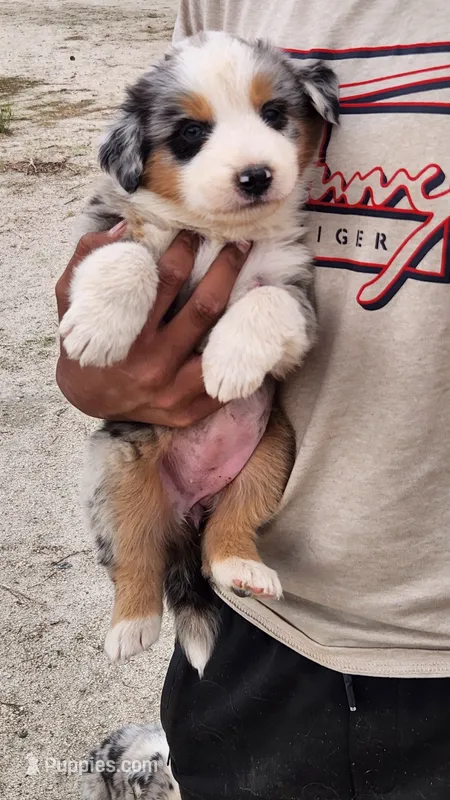 Mary – Australian Shepherd puppy for sale in Morongo Valley, CA