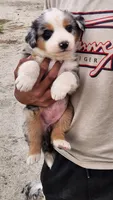Mary, a female Australian Shepherd for sale in Morongo Valley, CA – 2 of 6