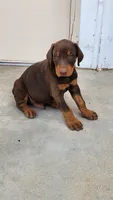 DRAGO, a male Doberman Pinscher for sale in Morongo Valley, CA – 7 of 7