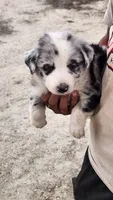 Bear, a male Australian Shepherd for sale in Morongo Valley, CA – 5 of 6