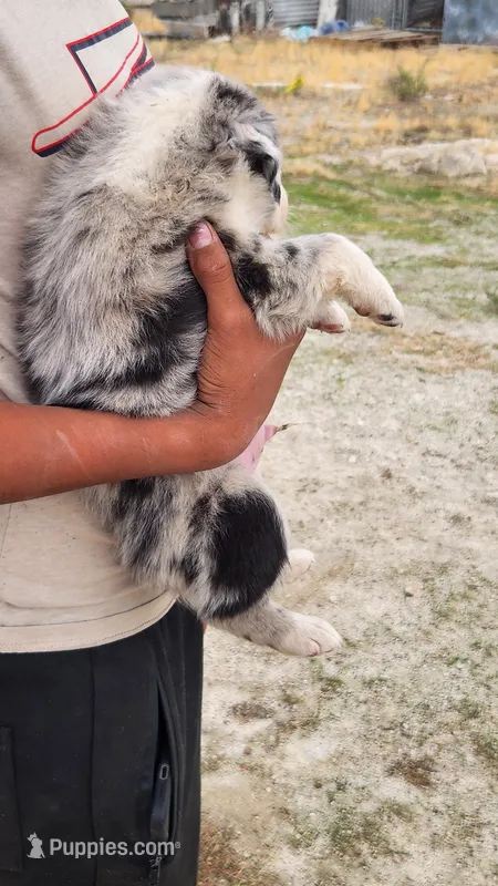 Bear – Australian Shepherd puppy for sale in Morongo Valley, CA