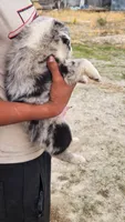 Bear, a male Australian Shepherd for sale in Morongo Valley, CA – 1 of 6