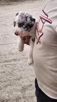 DRAGO, a male Australian Shepherd for sale in Morongo Valley, CA – 2 of 5