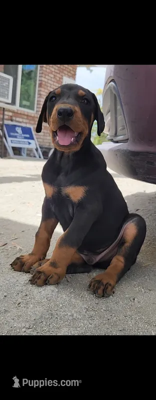 Loyal – Doberman Pinscher puppy for sale in Morongo Valley, CA