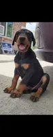 Loyal, a male Doberman Pinscher for sale in Morongo Valley, CA – 1 of 5
