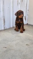 Mary, a female Doberman Pinscher for sale in Morongo Valley, CA – 3 of 9