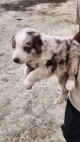 Cinnamon , a male Australian Shepherd for sale in Morongo Valley, CA – 6 of 6