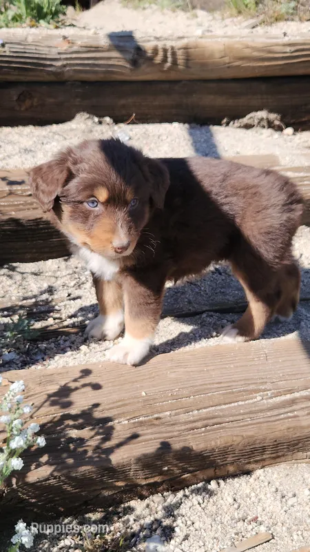 Hope – Australian Shepherd puppy on hold in Morongo Valley, CA