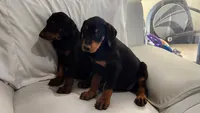 Lucy, a female Doberman Pinscher for sale in Morongo Valley, CA – 3 of 4