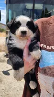Hope, a female Australian Shepherd for sale in Morongo Valley, CA – Photo 3 of 5