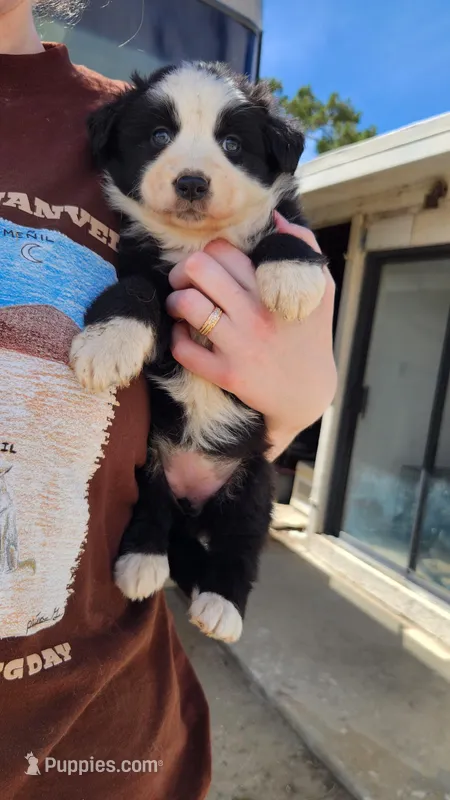 Hope – Australian Shepherd puppy for sale in Morongo Valley, CA