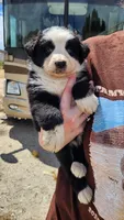 Hope, a female Australian Shepherd for sale in Morongo Valley, CA – Photo 2 of 5