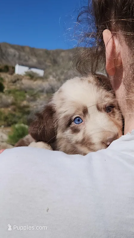 Light  – Australian Shepherd puppy for sale in Morongo Valley, CA
