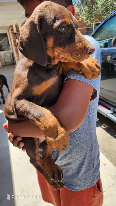 DRAGO – Doberman Pinscher puppy for sale in Morongo Valley, CA