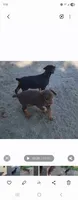 Bella, a female Doberman Pinscher for sale in Morongo Valley, CA – 2 of 4