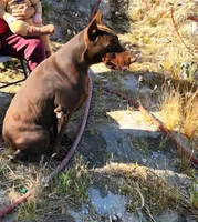 Bella, a female Doberman Pinscher for sale in Morongo Valley, CA – 9 of 9