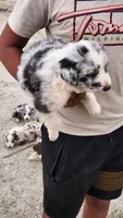 DRAGO, a male Australian Shepherd for sale in Morongo Valley, CA – 3 of 5