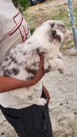 Cinnamon , a male Australian Shepherd for sale in Morongo Valley, CA – 5 of 6