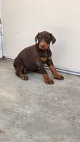 Mary, a female Doberman Pinscher for sale in Morongo Valley, CA – 8 of 9