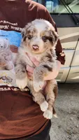 Spirit, a male Australian Shepherd for sale in Morongo Valley, CA – Photo 5 of 10