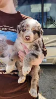 Spirit, a male Australian Shepherd for sale in Morongo Valley, CA – Photo 6 of 10