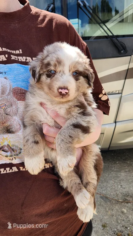 Spirit – Australian Shepherd puppy for sale in Morongo Valley, CA