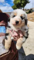 Fluffy , a male Australian Shepherd for sale in Morongo Valley, CA – Photo 1 of 7