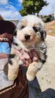 Fluffy , a male Australian Shepherd for sale in Morongo Valley, CA – Photo 2 of 7