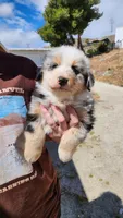 Fluffy , a male Australian Shepherd for sale in Morongo Valley, CA – Photo 3 of 7