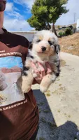 Fluffy , a male Australian Shepherd for sale in Morongo Valley, CA – Photo 4 of 7