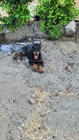 Bella, a female Doberman Pinscher for sale in Morongo Valley, CA – 2 of 9