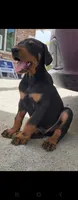Loyal, a male Doberman Pinscher for sale in Morongo Valley, CA – 2 of 5