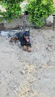 Bella, a female Doberman Pinscher for sale in Morongo Valley, CA – 3 of 9