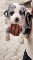 Bear, a male Australian Shepherd for sale in Morongo Valley, CA – 3 of 6
