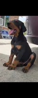 Loyal, a male Doberman Pinscher for sale in Morongo Valley, CA – 4 of 5
