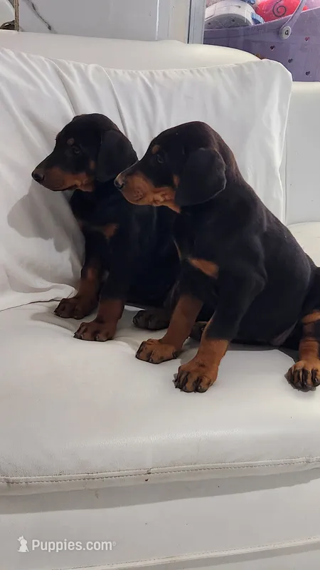 Lucy – Doberman Pinscher puppy for sale in Morongo Valley, CA