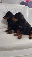 Lucy, a female Doberman Pinscher for sale in Morongo Valley, CA – 1 of 4